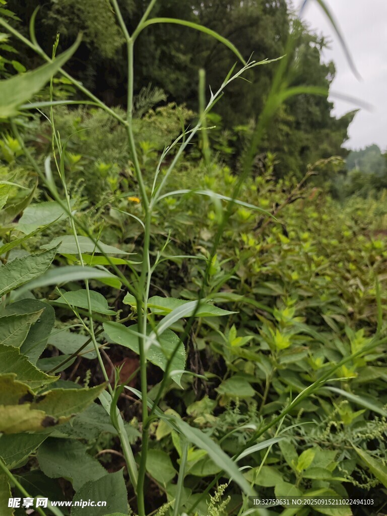 繁茂綠色植物景觀