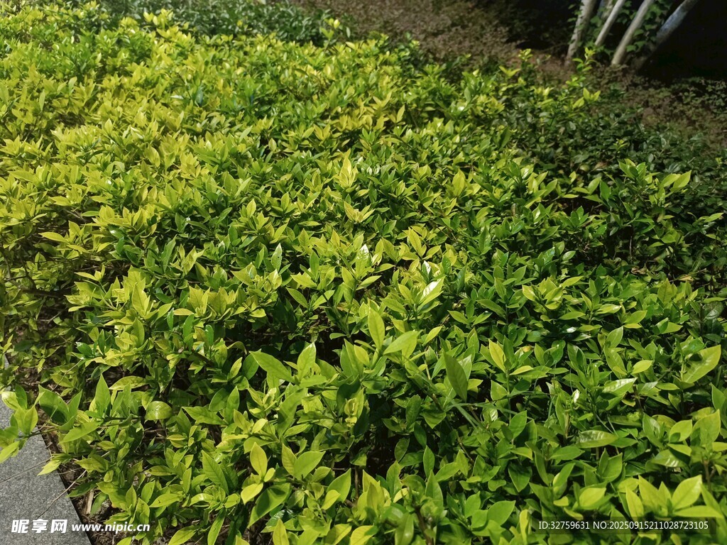 翠綠繁茂的灌木叢