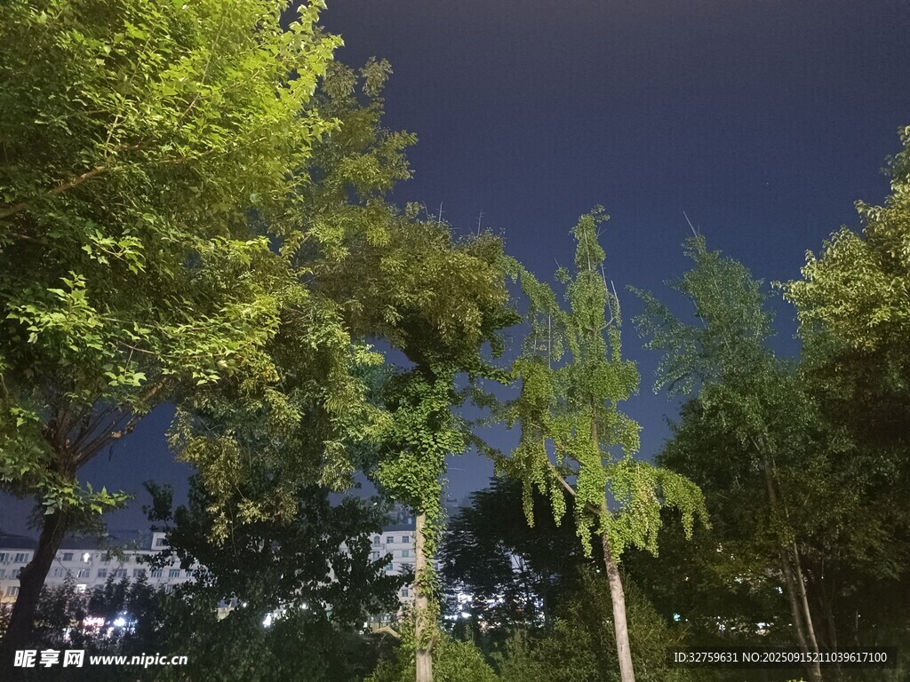 夜幕下的蔥郁樹木