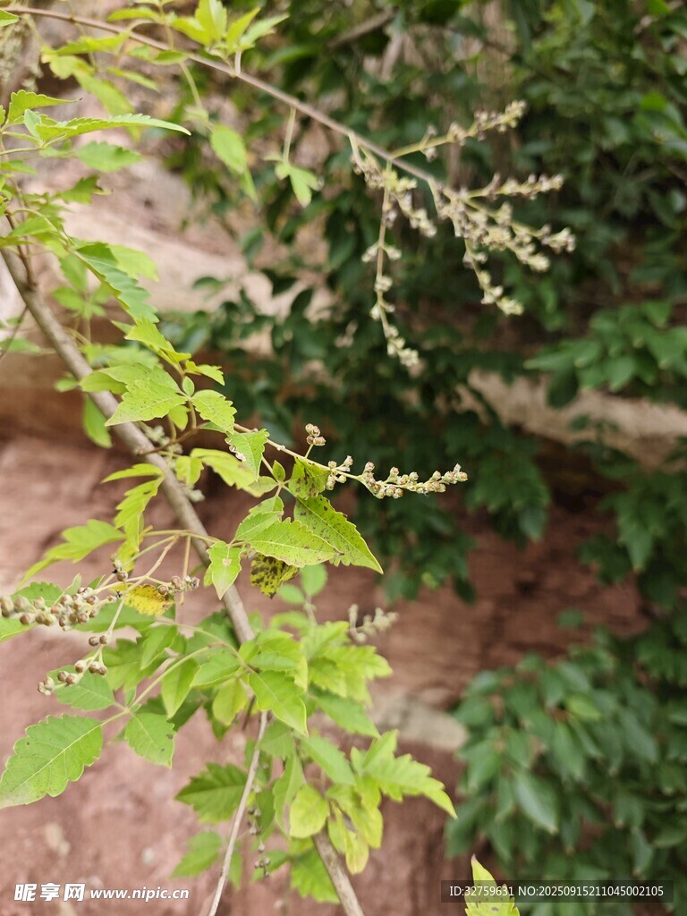 綠葉繁茂的植物枝條
