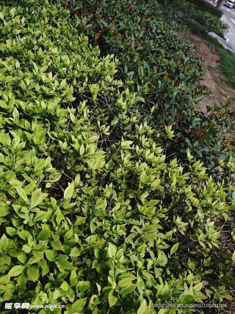 翠綠繁茂的植物景觀