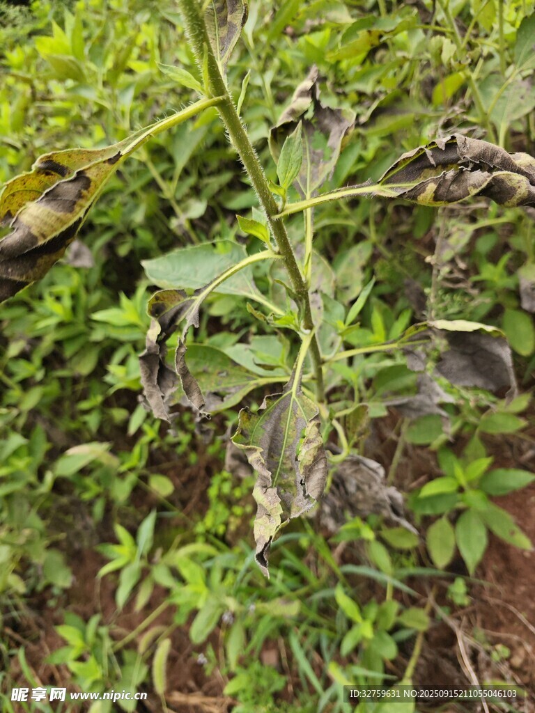綠葉間的植物特寫
