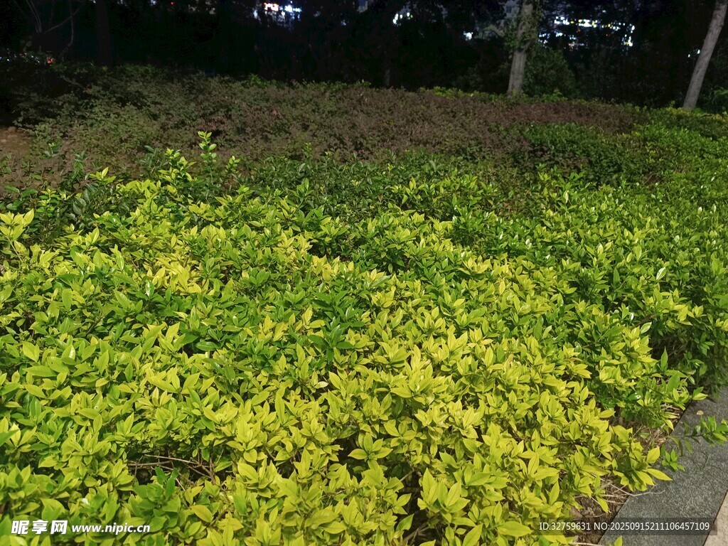 夜晚下的翠綠灌木叢