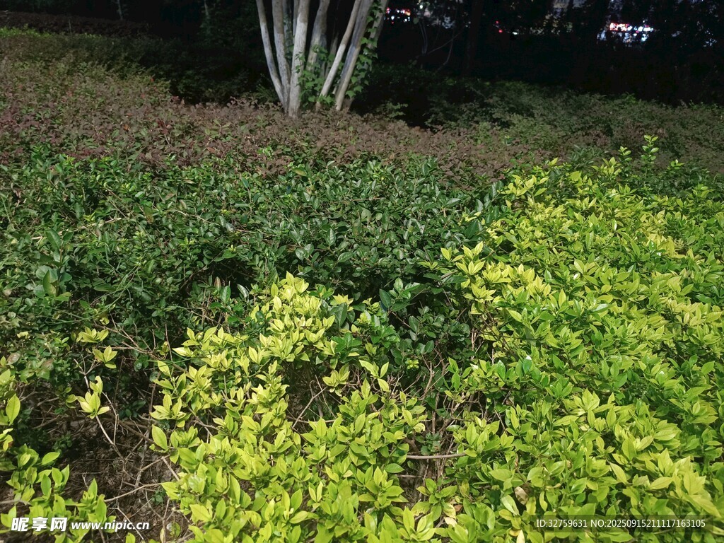 綠植景觀