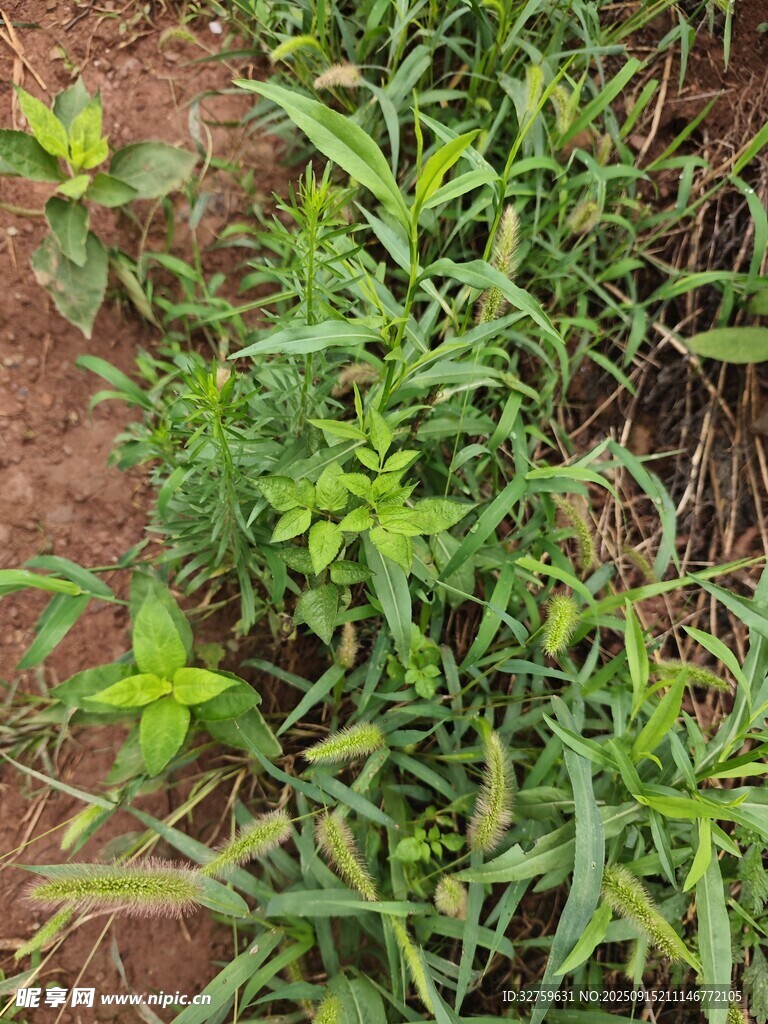 田野間的蓬勃綠色植物