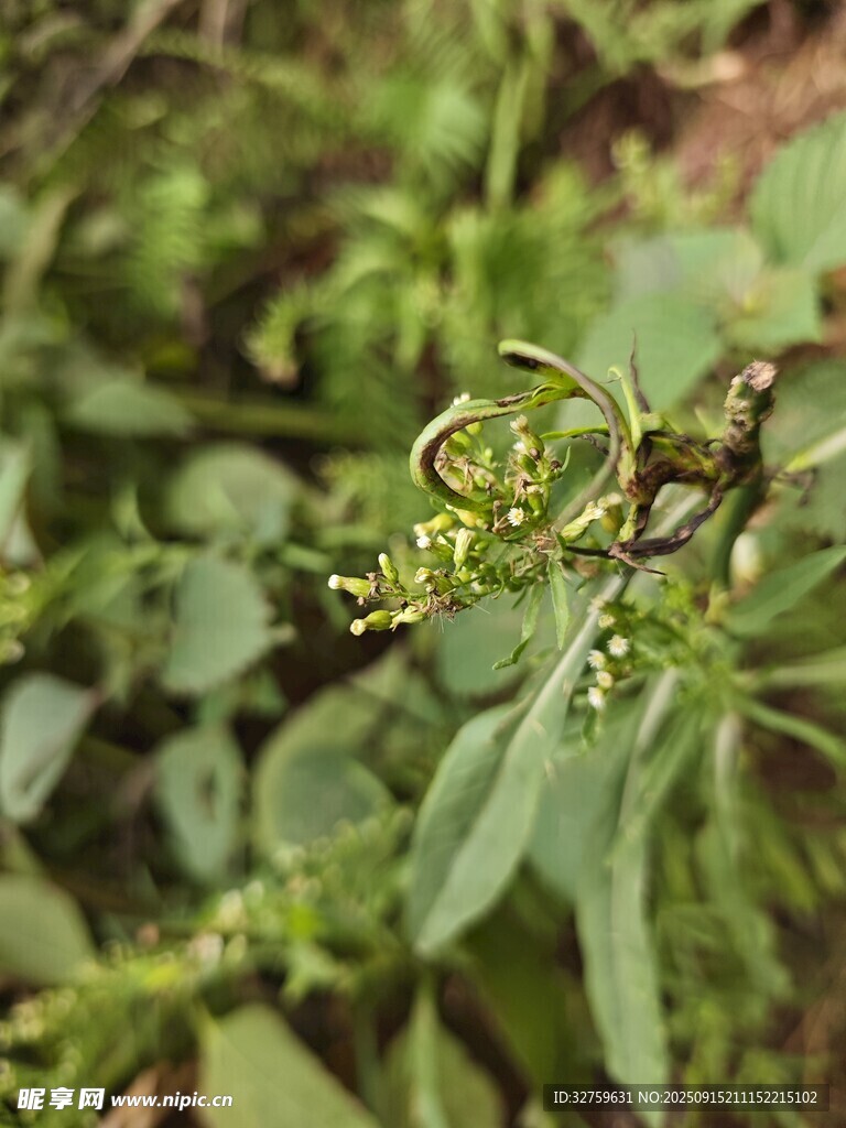 綠葉間的蜷曲植物形態(tài)