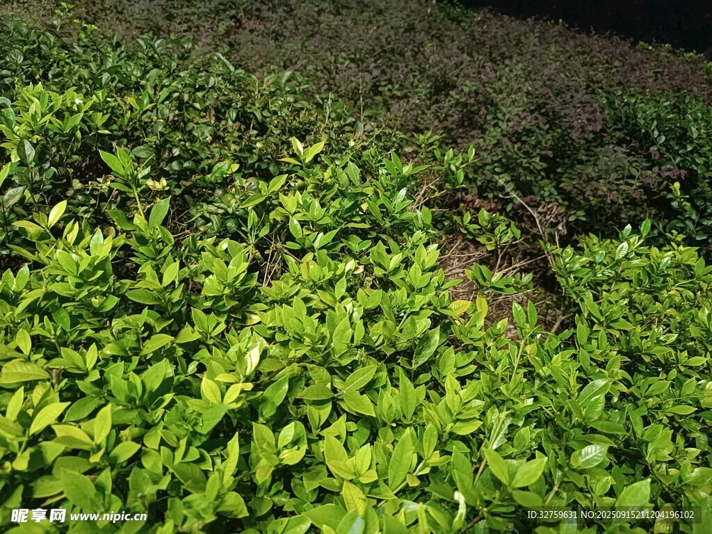翠綠繁茂的地面植物景觀