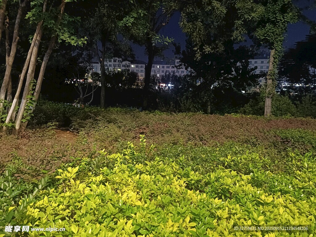 夜晚林下的燦爛黃色小花