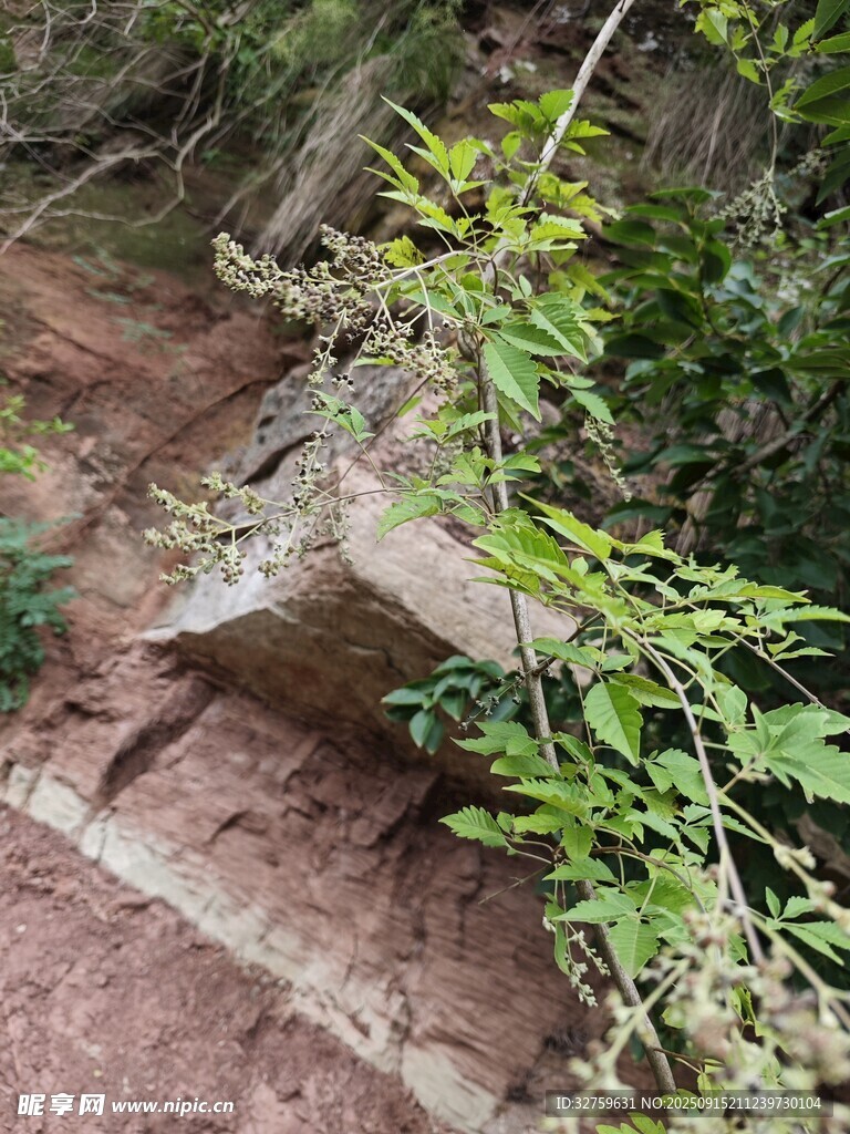 石縫中生長(zhǎng)的翠綠植物