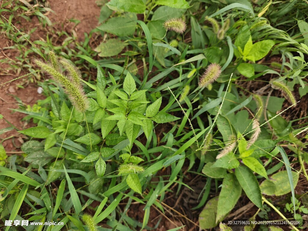 茂盛的綠色植物景觀