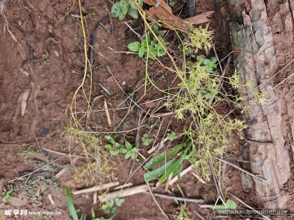巖石縫隙中的綠色植物