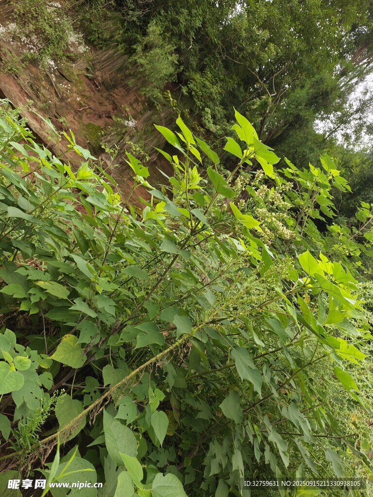 繁茂綠植覆蓋的墻角景象