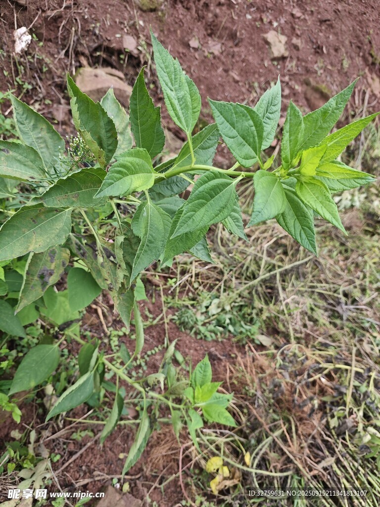 野外生長的綠色植物