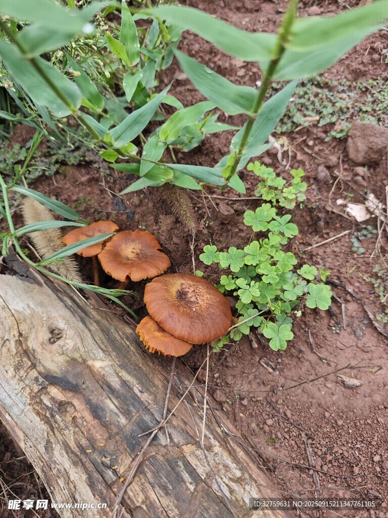 木旁生長的橙色蘑菇