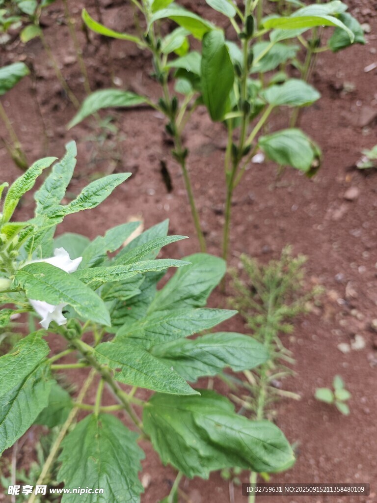 田間生長的綠色植物