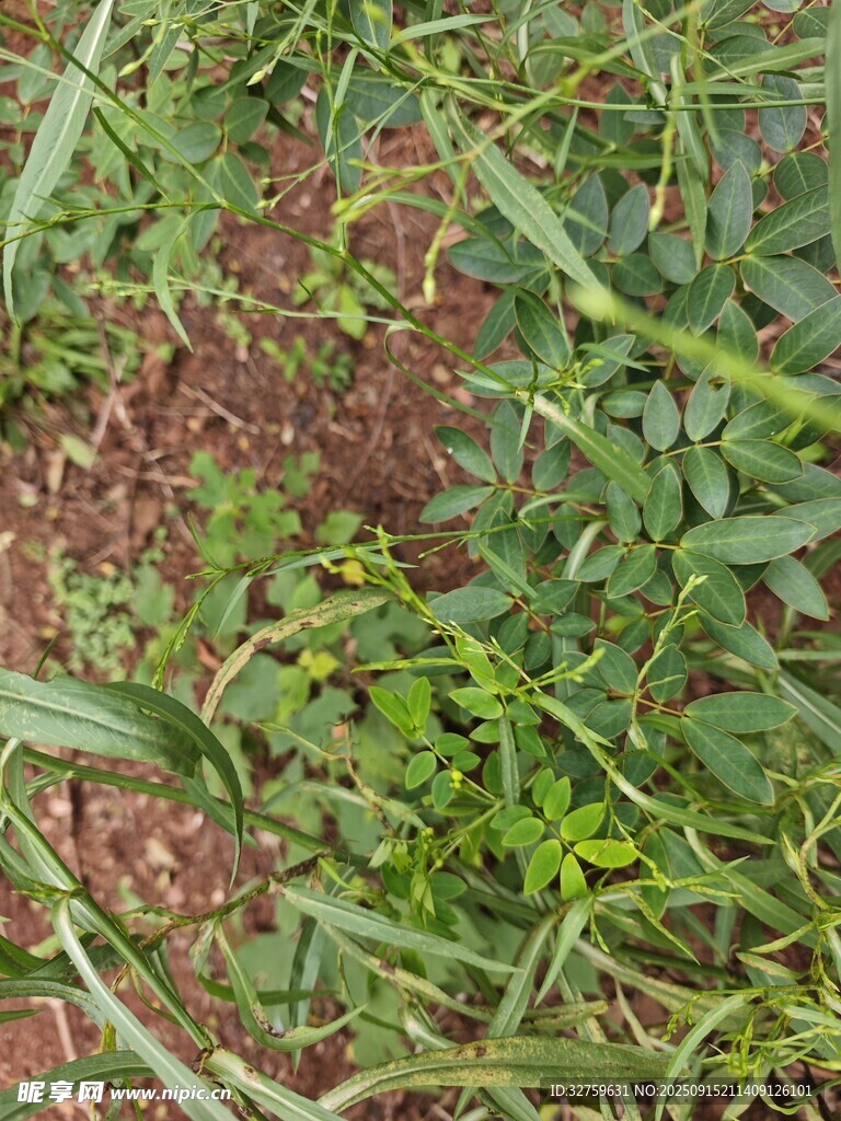 地面上的綠色植物群落