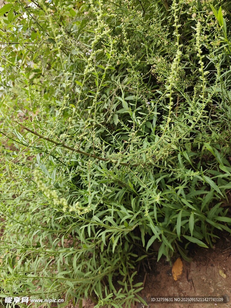 茂盛的綠色植物