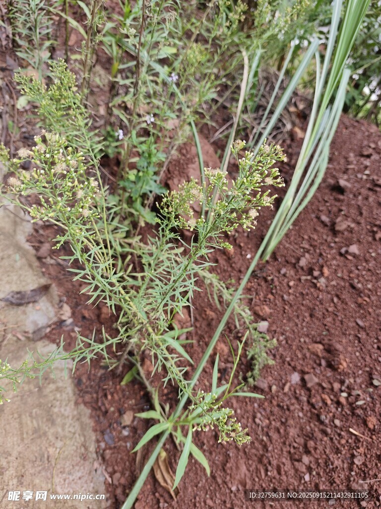 泥土中的綠色植物