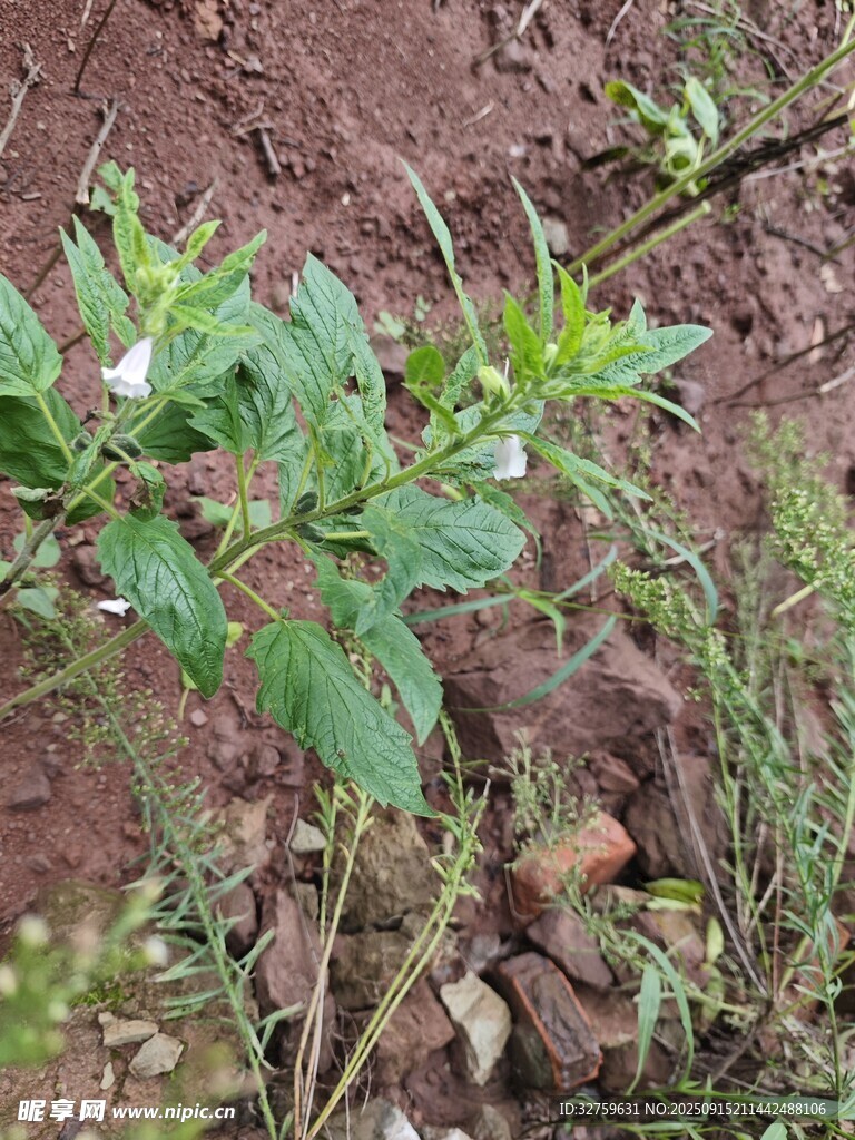 田間生長的綠色植物