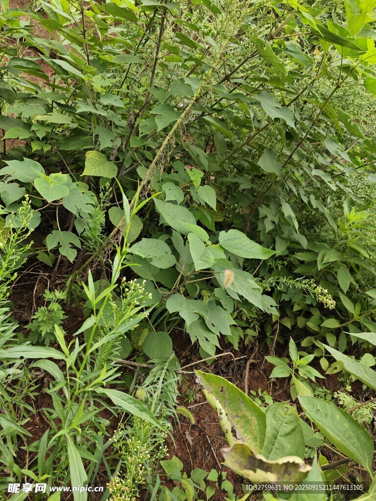 野外繁茂的綠色植物