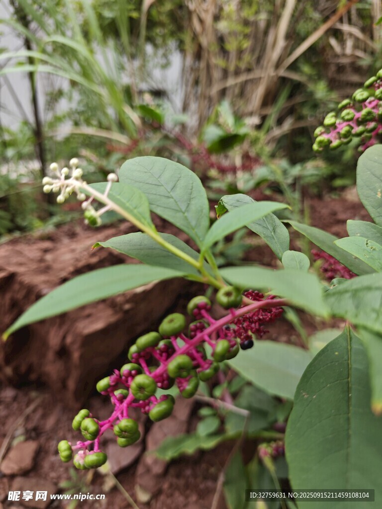 多彩植物特寫