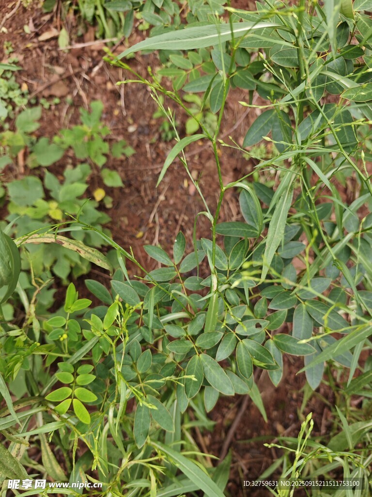田間繁茂的綠色植物