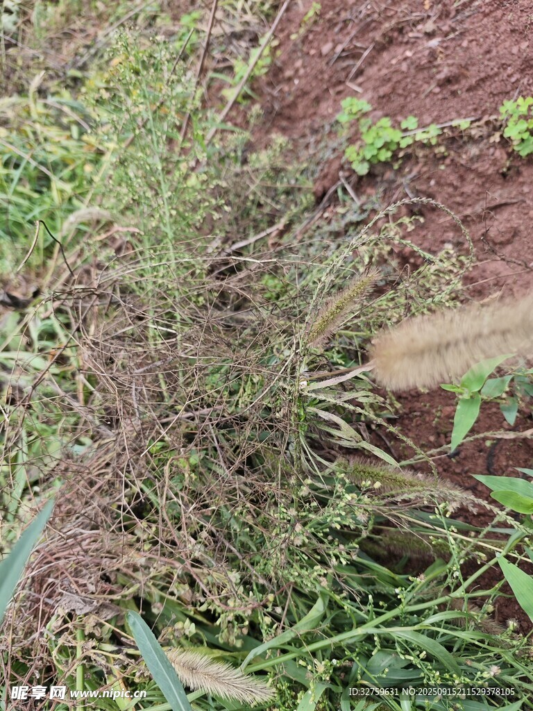 地面上的雜草植物