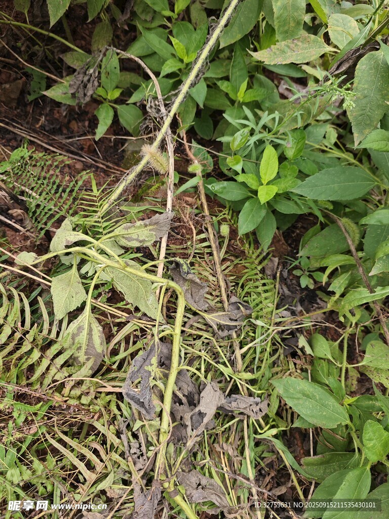 野外枯萎植物景象