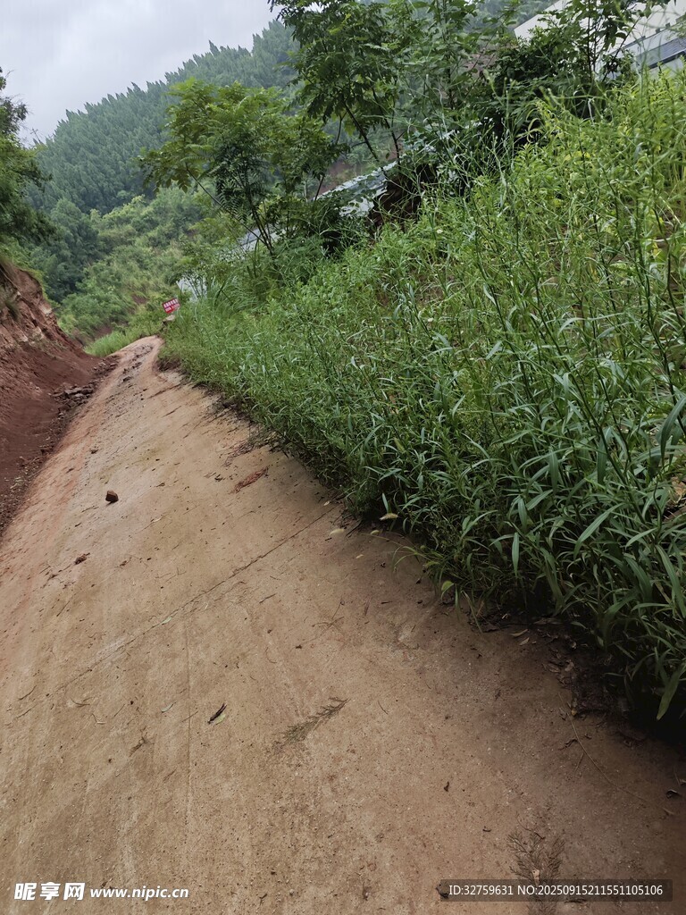 鄉(xiāng)間土路旁的蔥郁植物