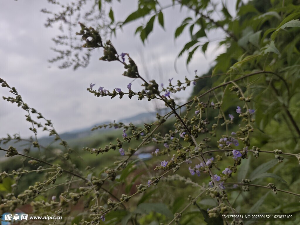 野外繁茂的植物枝葉