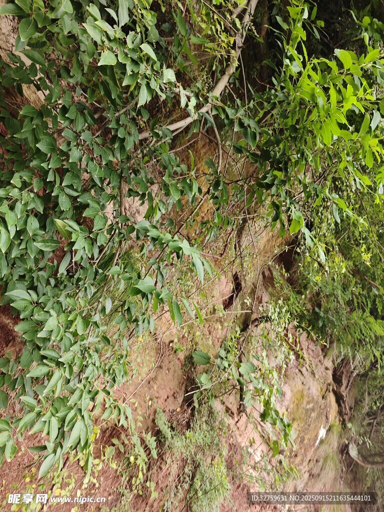 野外繁茂綠植與泥土景象