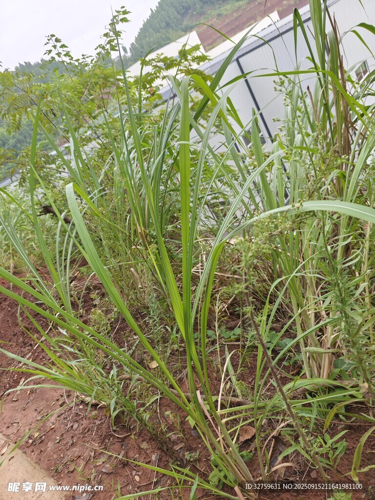 田間茂盛的綠色植物