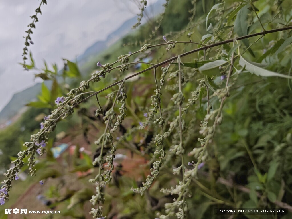 野外植物特寫