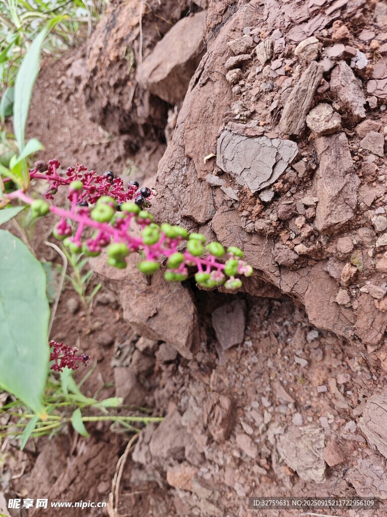 土中生長的多彩植物
