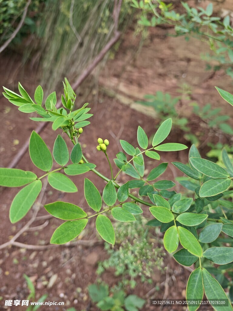 野外生長的綠色植物