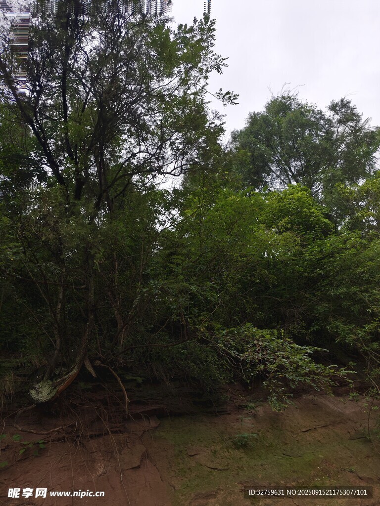 茂密樹林中的自然景致