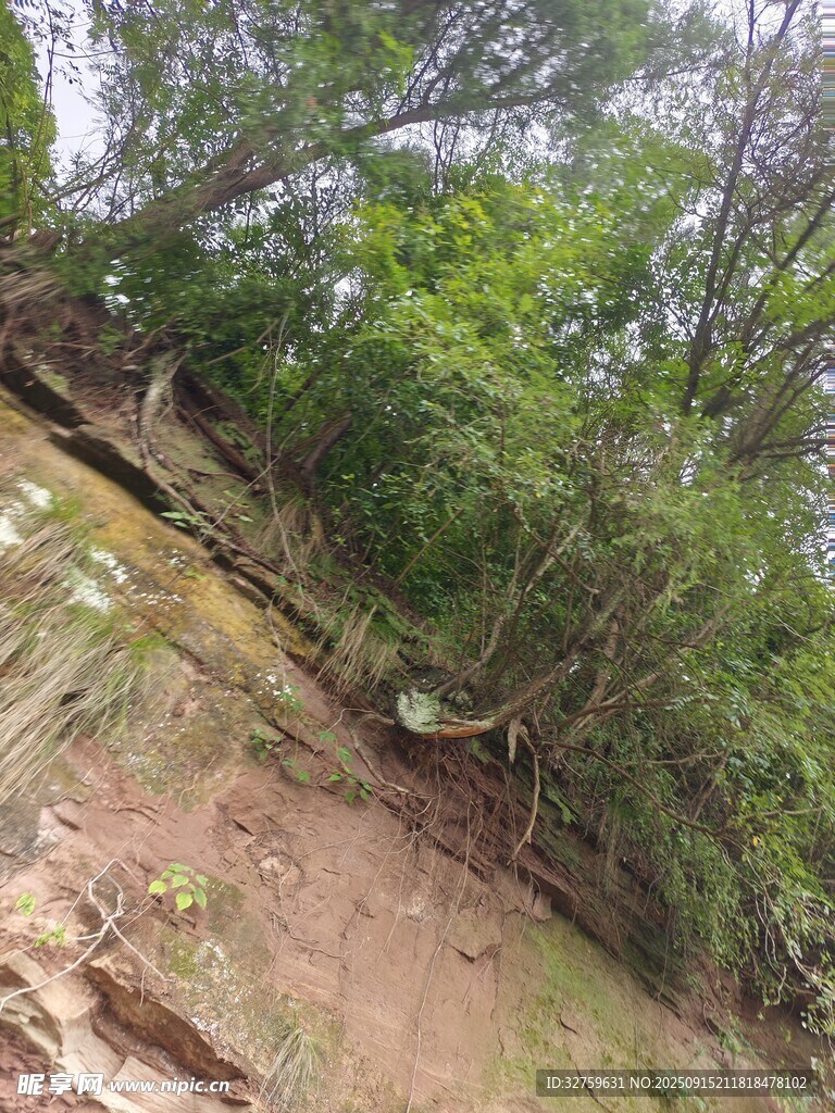 林間自然風(fēng)光