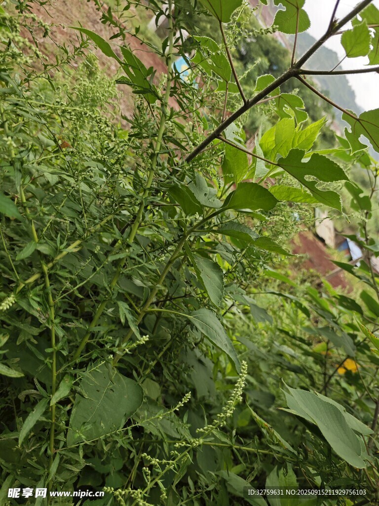 野外繁茂的綠色植物