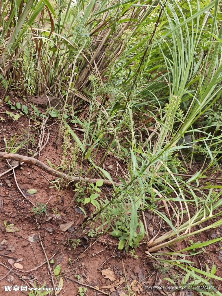 地面上的綠色雜草植物