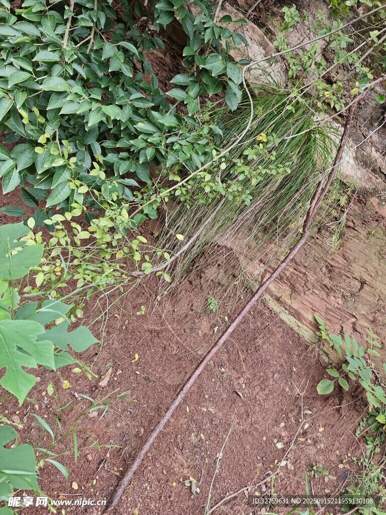 戶外雜草叢生的泥土小徑