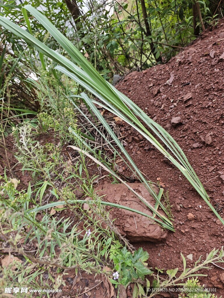 泥土中的綠色植物
