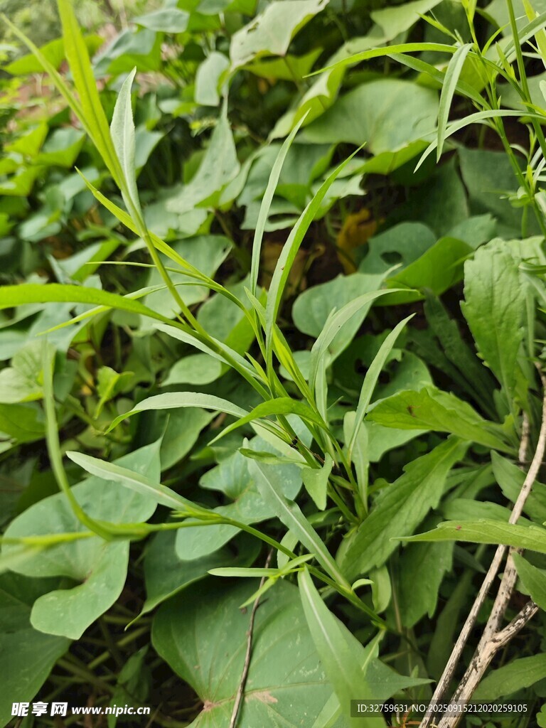 翠綠茂盛的植物葉片