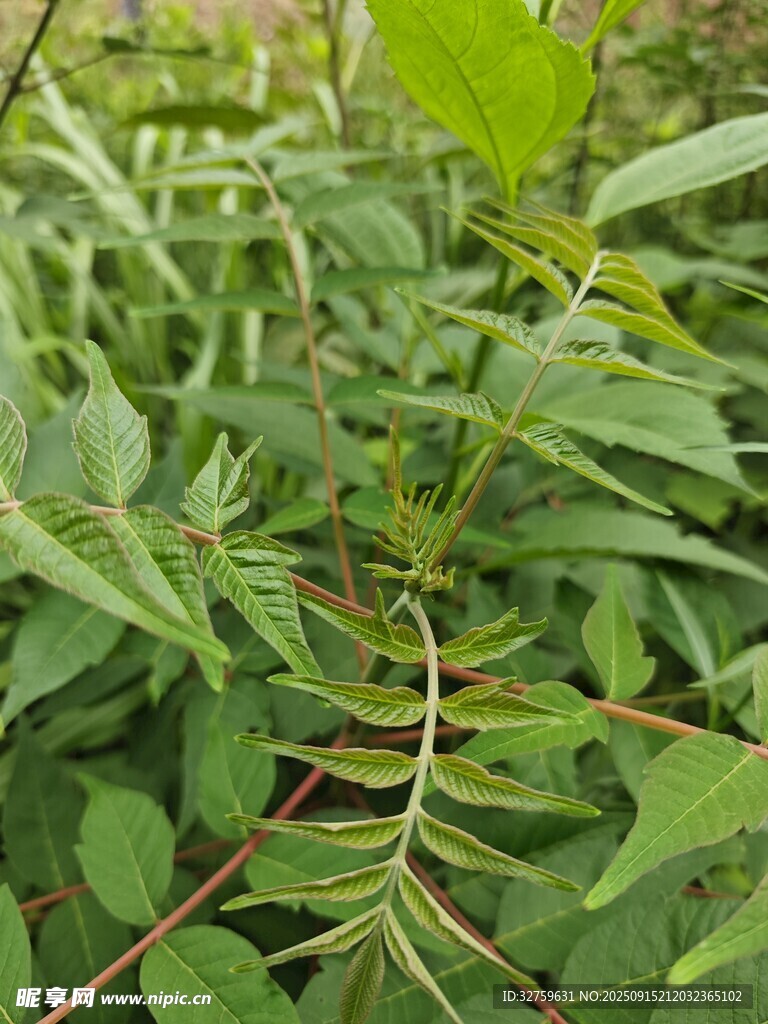 嫩綠枝葉間的細(xì)長植物