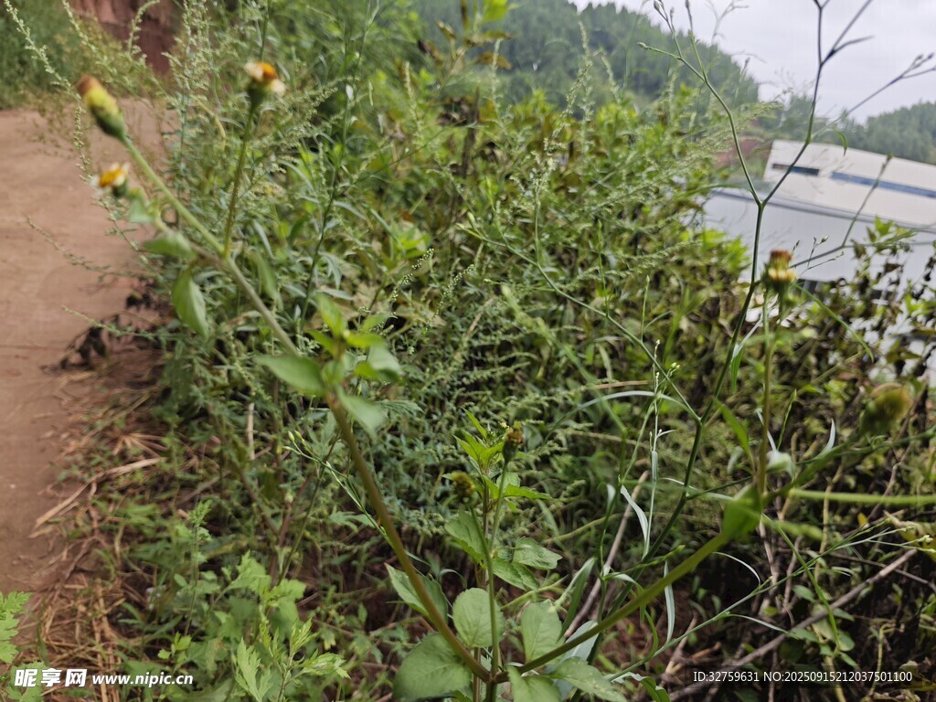 路邊繁茂的綠色植物