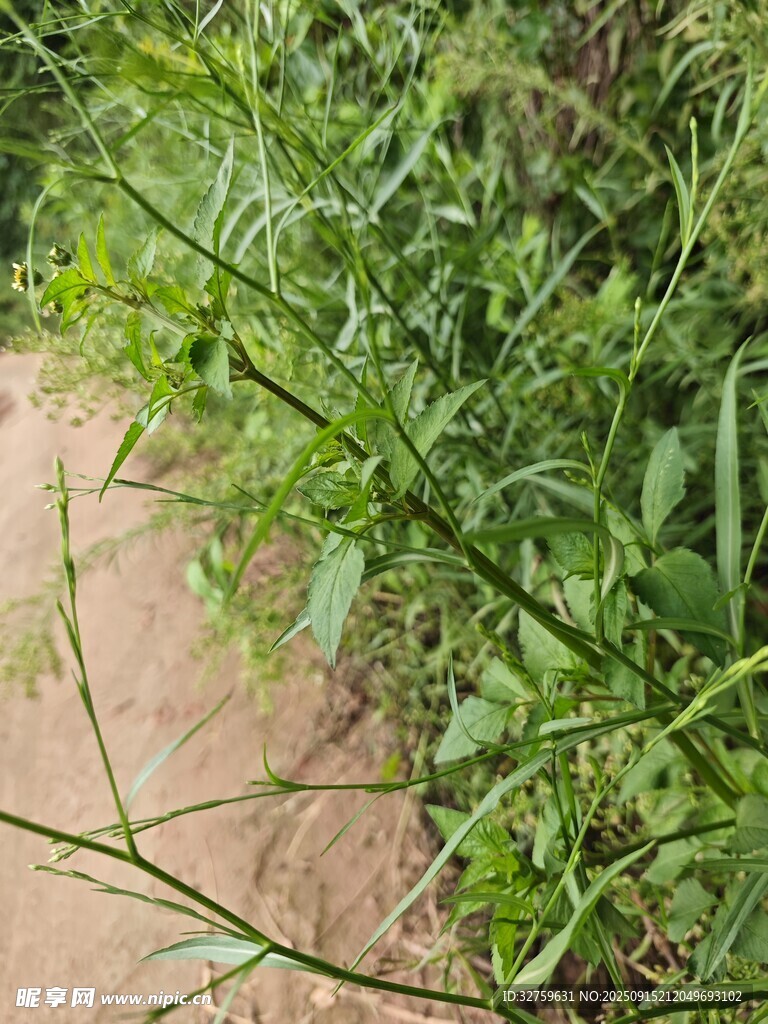 小徑旁的翠綠植物