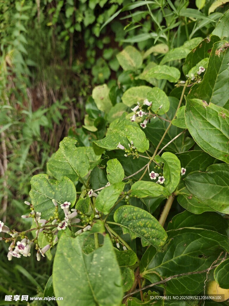 綠葉叢中的白色小花