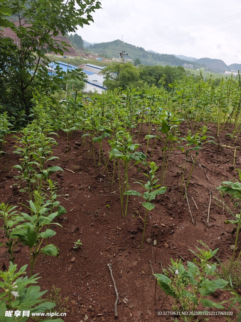 山坡上的綠色植物景觀