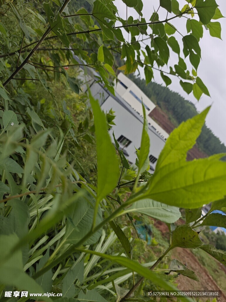 綠葉掩映下的山間小屋