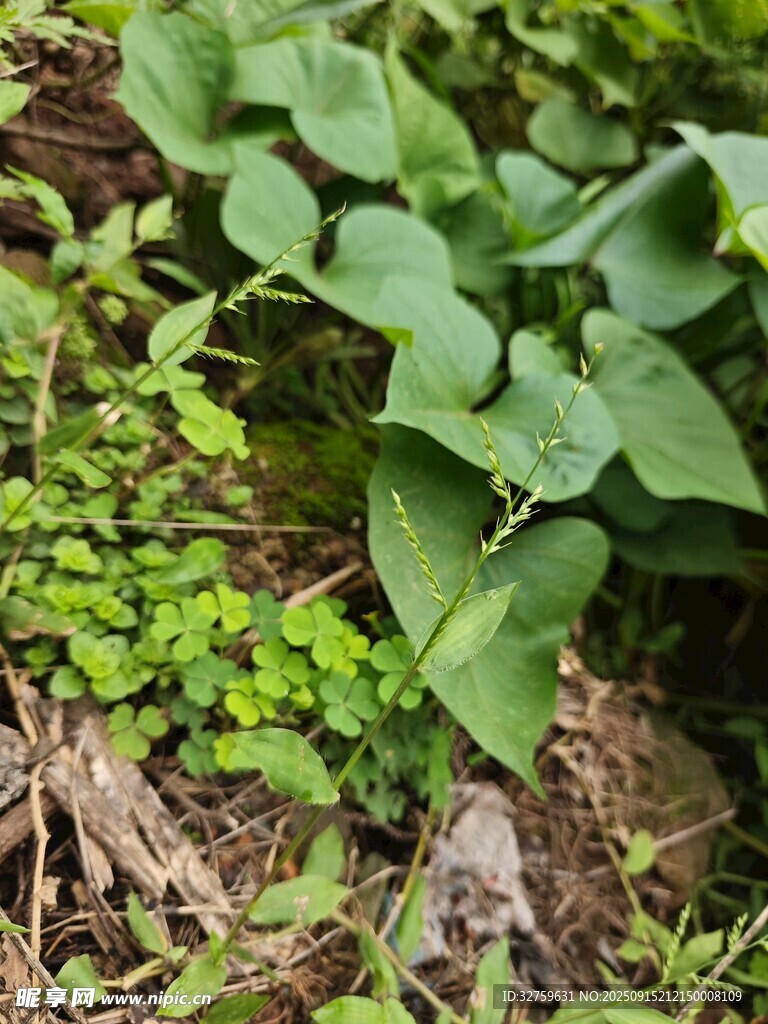 綠葉叢生的自然景象