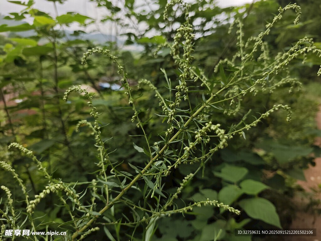野外繁茂的綠色植物